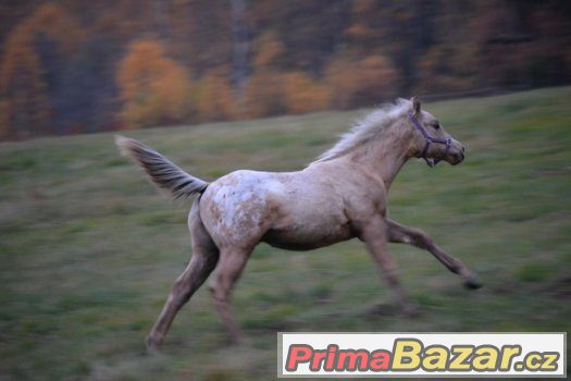 Appaloosa odstávče – fotografie 5