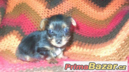 Jorkšírský terier X Čivava-MINI fenka a chlapeček – fotografie 1