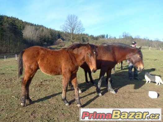 Prodám hřebečka – fotografie 1