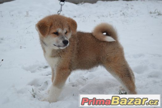 Akita Inu s PP – fotografie 4