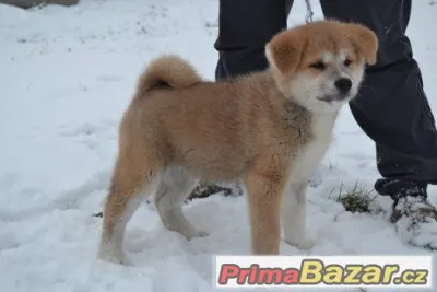 Akita Inu s PP