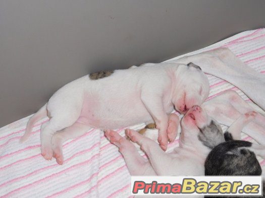 Zadáme štěňata whippetů – fotografie 5
