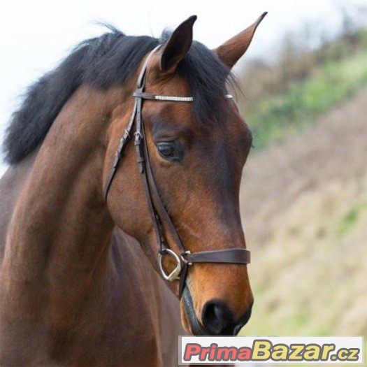 uzdečka PONY - nová – fotografie 2