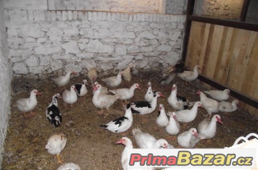 Kachny Pekingské – fotografie 2