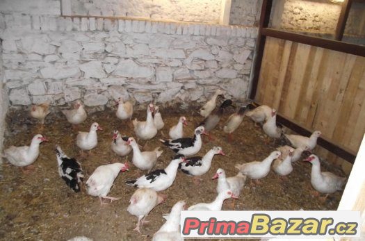 Kachny Pekingské – fotografie 3
