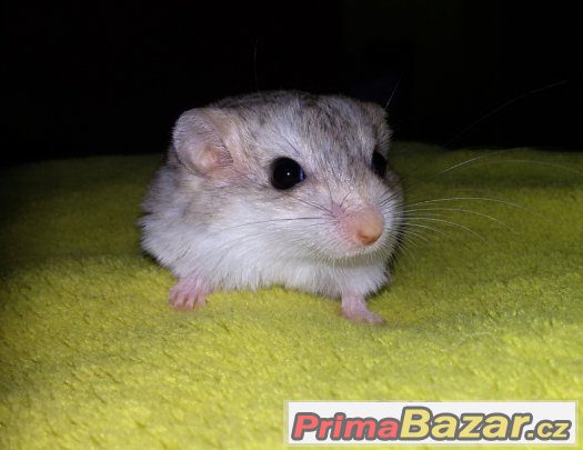 Kyjochvost (Pachyuromys duprasi) - samec – fotografie 4