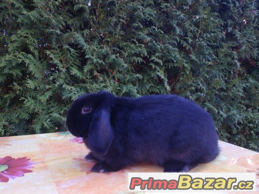 Zakrslý beránek s rex genem – fotografie 4