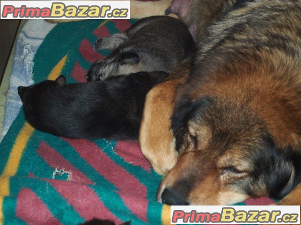 Tibetská doga – fotografie 2