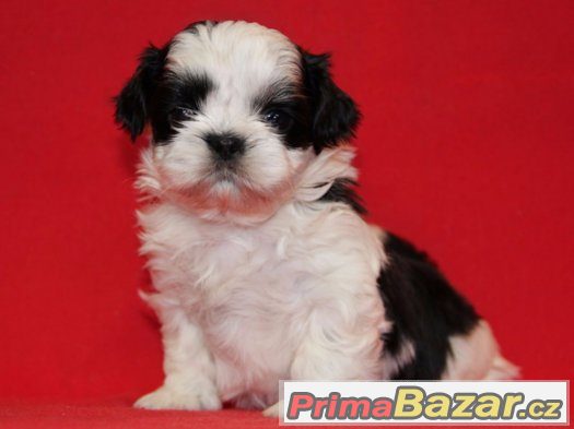 Shih-tzu, ši-tzu štěňátka s PP – fotografie 1