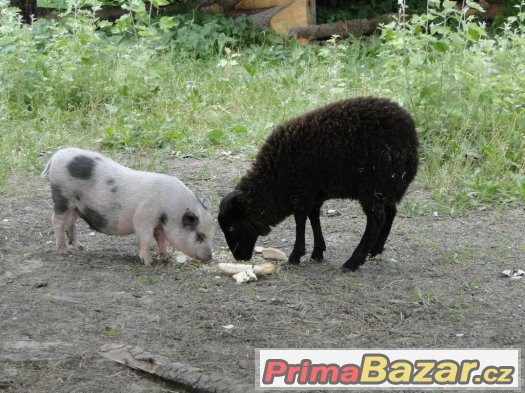 zakrslá miniprasátka -vánoční dáreček – fotografie 2