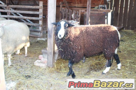 čistokrevný beran Zwartbles – fotografie 3