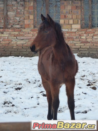 roček s hezkým pohybem – fotografie 3