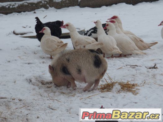poslední možnost  pouze do 27.1.2016 miniprasátka – fotografie 1