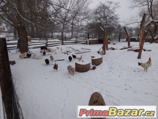 poslední možnost  pouze do 27.1.2016 miniprasátka – fotografie 2