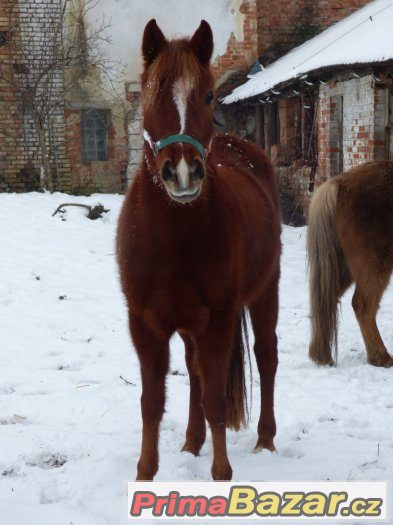 mladá perspektivní klisna pony – fotografie 1