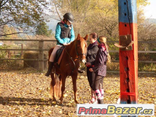 mladá perspektivní klisna pony – fotografie 3