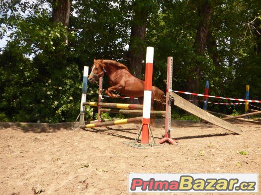 mladá perspektivní klisna pony – fotografie 5