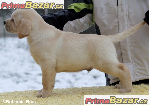 LABRADOR RETRIEVER – nádherný pejsek unikátní americko-finsko-ruské linie – fotografie 2