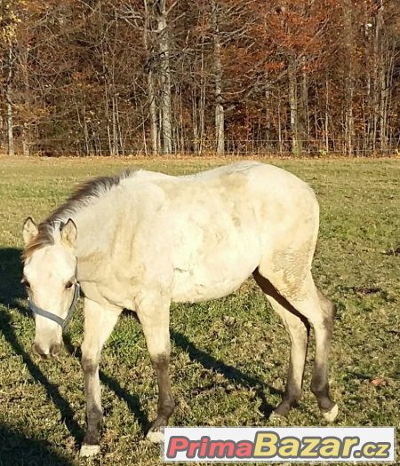 luxusní roční paint horse – fotografie 2