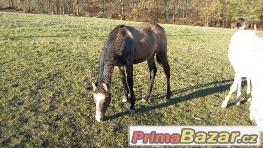 luxusní roční paint horse – fotografie 3
