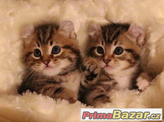 American curl – fotografie 2