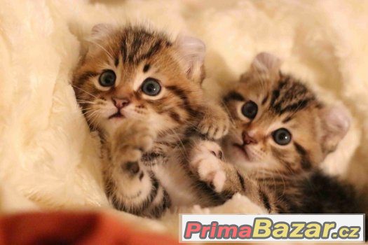 American curl – fotografie 5