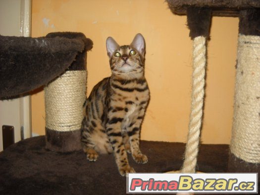 Bengalske kotatka s pp – fotografie 4