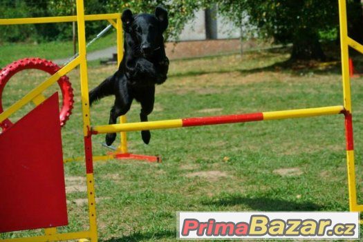 Štěňátka FCR ze špičkového spojení – fotografie 5