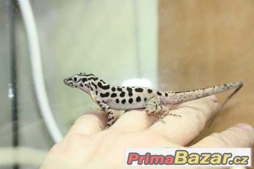 Anolis,teratolepis, suchozemská želva Ostrava – fotografie 1