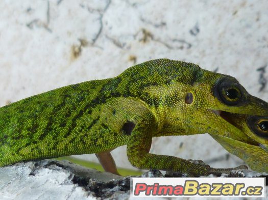 Anolis,teratolepis,suchozemská želva Ostrava – fotografie 1