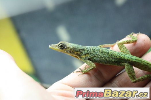 Anolis,teratolepis,suchozemská želva Ostrava – fotografie 3