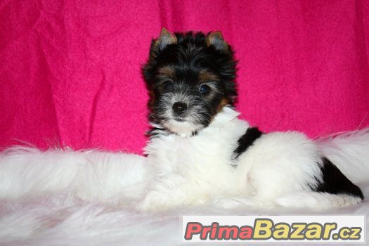 biewer a biro yorkshire terrier s PP – fotografie 4
