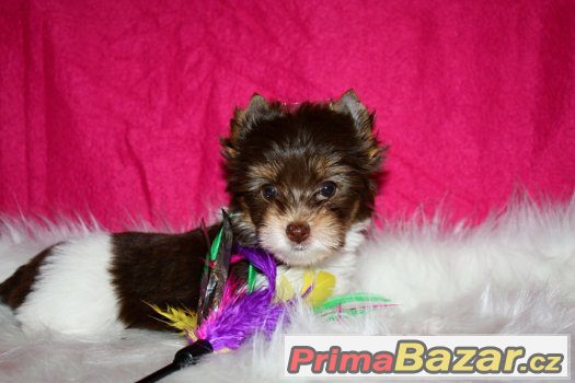 biewer a biro yorkshire terrier s PP – fotografie 5