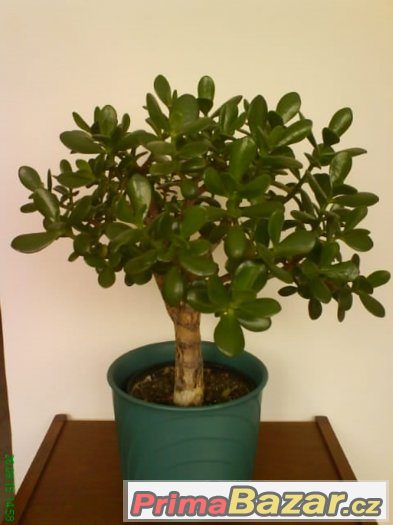 Tlustice - Crassula – fotografie 1