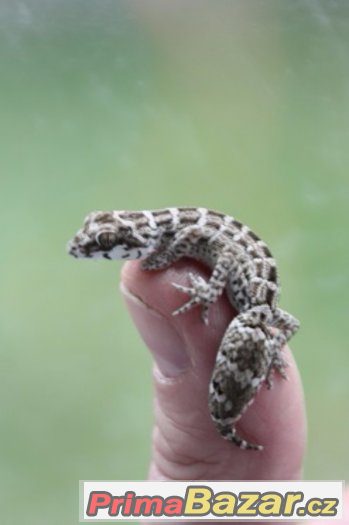 hemidactylus imbricatus (teratolepis)  Ostrava – fotografie 5