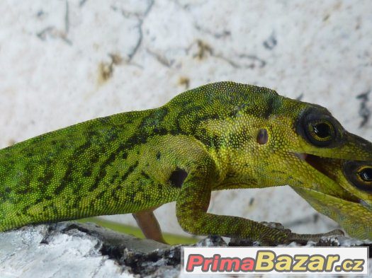 Anolis, teratolepis, suchozemské želvy Ostrava – fotografie 2