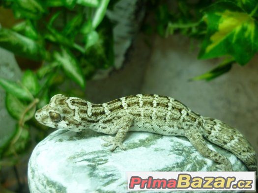 Anolis, teratolepis, suchozemské želvy Ostrava – fotografie 3