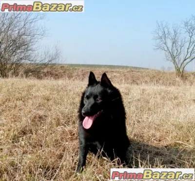 Šiperka štěnata