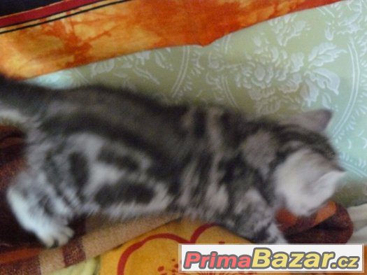 Petr Pan -britský "whiskas" s PP – fotografie 3