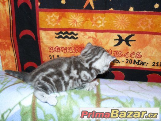 Petr Pan -britský "whiskas" s PP – fotografie 5