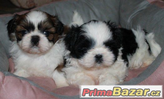 Štěňátka Shih-tzu s PP (shi-tzu,shihtzu) – fotografie 1