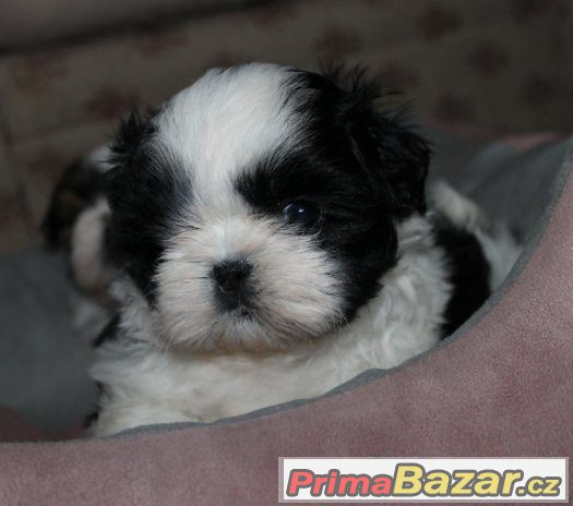 Štěňátka Shih-tzu s PP (shi-tzu,shihtzu) – fotografie 2