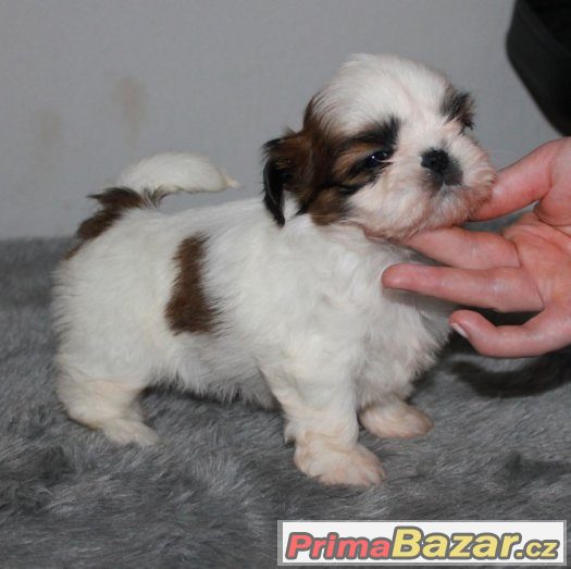 Štěňátka Shih-tzu s PP (shi-tzu,shihtzu) – fotografie 5