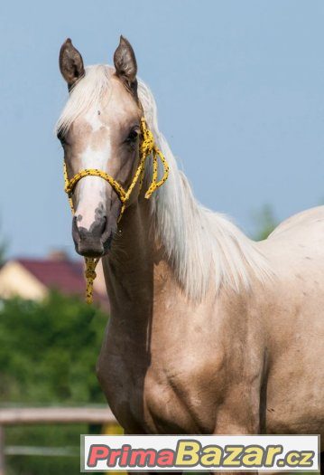 Appaloosa klisna – fotografie 1
