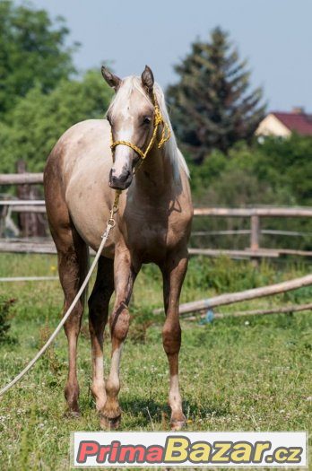 Appaloosa klisna – fotografie 2
