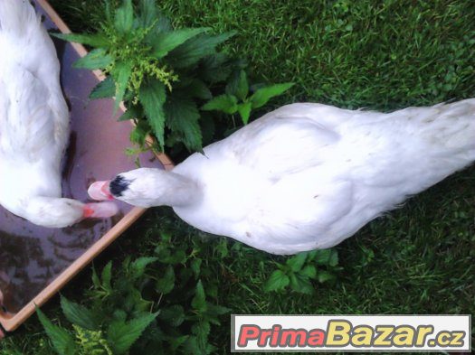 prodám kachny pižmové – fotografie 4