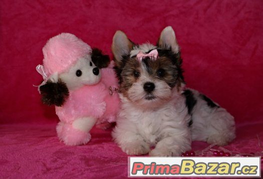 Biewer yorkshire terrier s PP IBC – fotografie 1