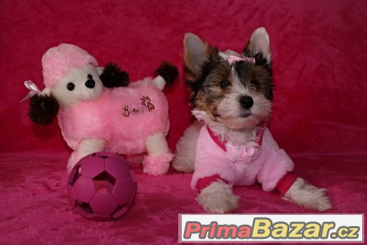 Biewer yorkshire terrier s PP IBC – fotografie 2