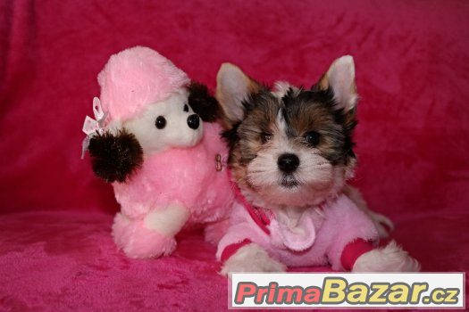 Biewer yorkshire terrier s PP IBC – fotografie 3