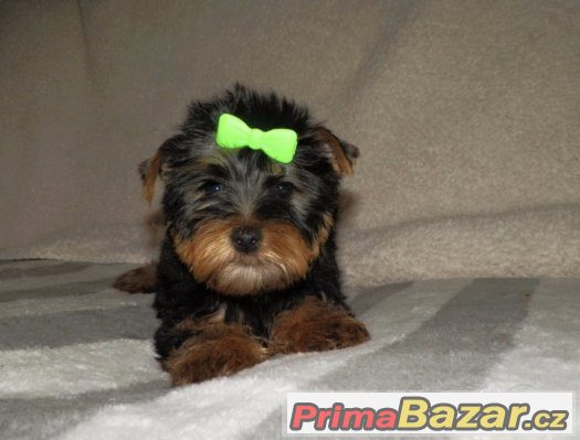 Jorkšírský terrier - štěňátka s PP – fotografie 4